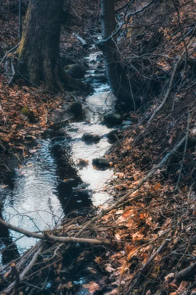 Stream Middle Forest — Stock Photo, Image