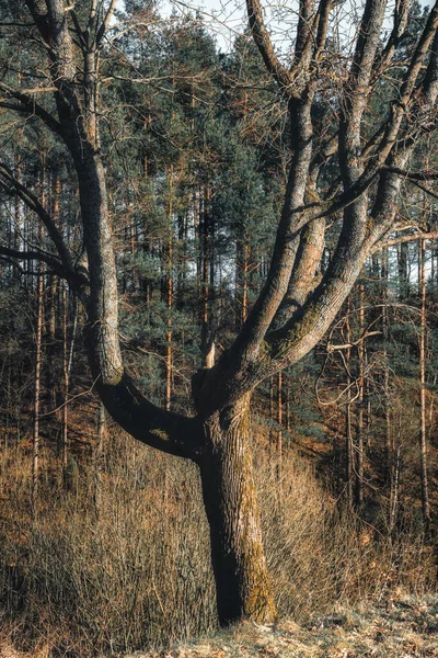 Sabahları yalnız ağaç.