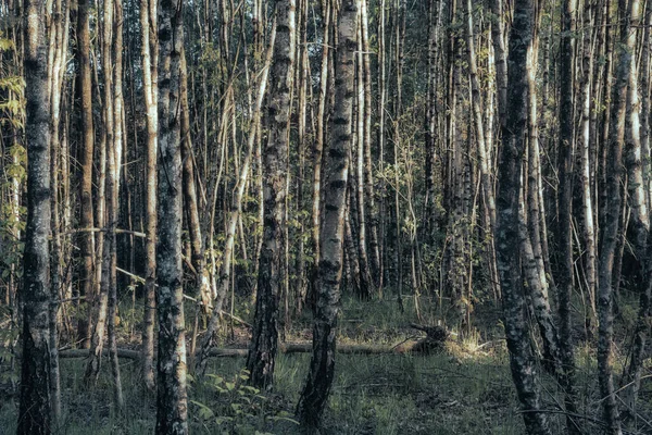 Gün batımında peri masalı huş ağacı ormanı