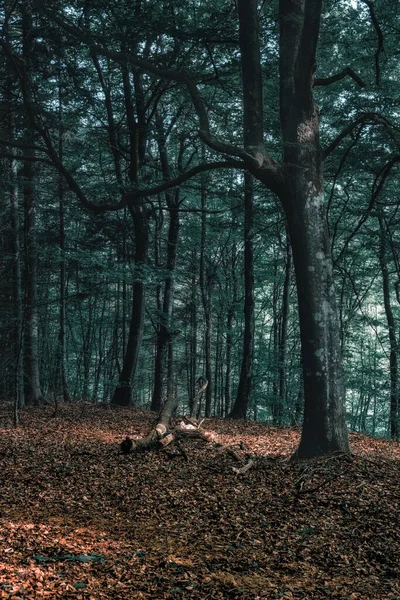 Beau Jeu Lumières Printanières Dans Une Forêt Kachoube — Photo