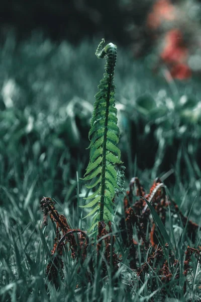 Genç eğreltiotu geçen sezondan kalma eski eğreltiotlarıyla çevrili.
