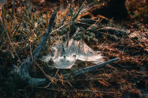 Örümcek ağı çiğ ve yükselen güneşin ışınlarıyla yıkandı.