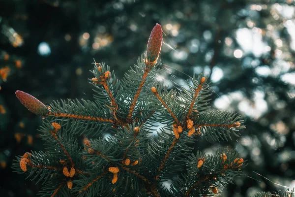 Güneşin doğuşundaki genç koniler