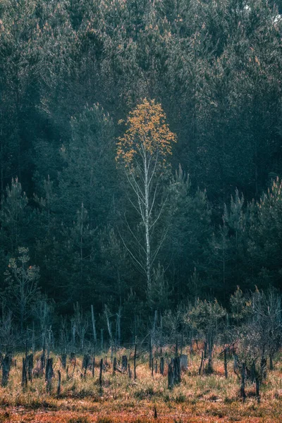 一棵孤独的白桦树被针叶树兄弟包围着 Jelonki Mae湖黎明时分 波兰卡舒比安 — 图库照片