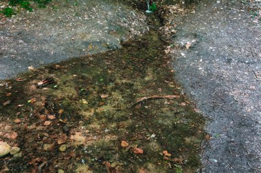 Büyük Göwidliski Gölü 'nün gururlu bir parçası olan küçük bir dere (Polonya, Kashubia)