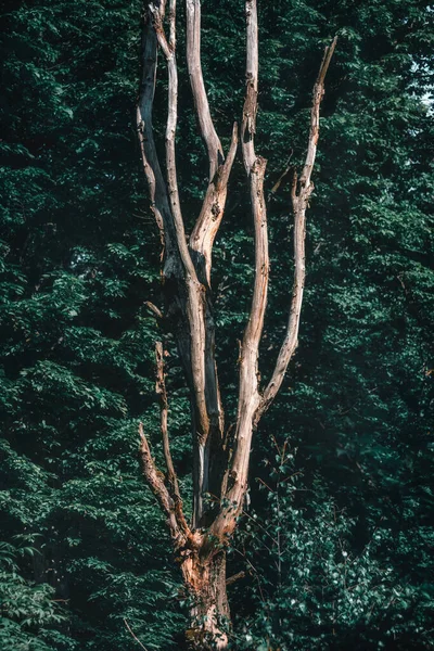 Arkadaşların yapraklarına sarılmış ölü bir ağaç.
