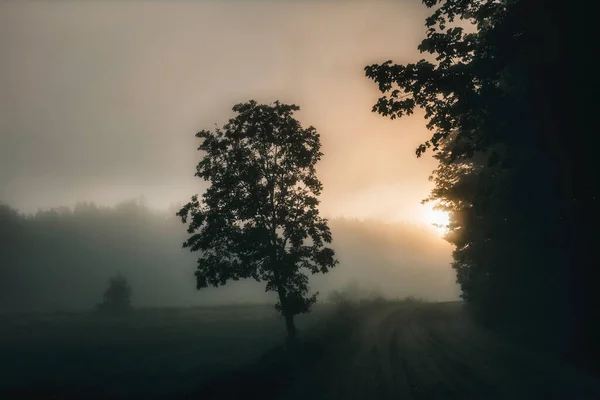 Sisli bir sabahta sihirli bir ışık ve gölge savaşı