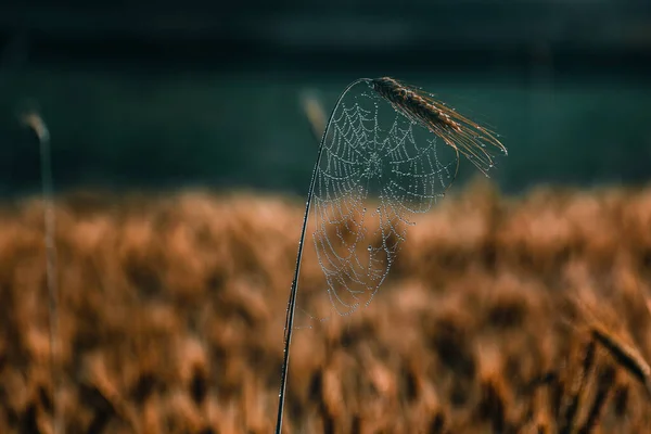 Örümceğin evinin temeli olarak tahıl