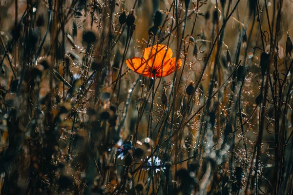 Sabahları kır çiçekleriyle çevrili yalnız bir gelincik.