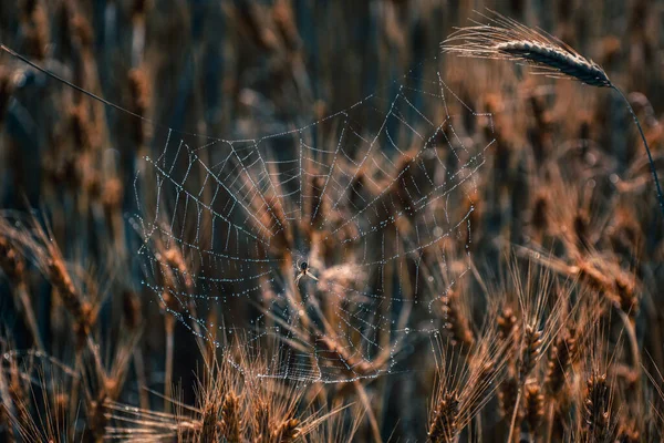 Şafaktan beri çalışan cesur bir örümcek.