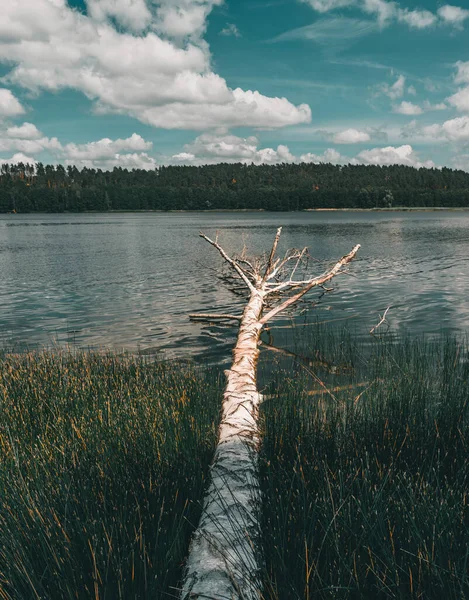 Düşmüş huş ağacı, doğal bir köprü oluşturuyor.