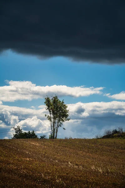 A lonely rowan tree against the contrasts of the sky