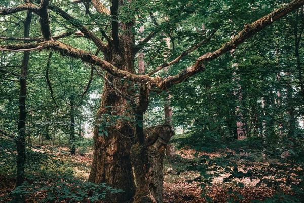 Kashubian Devil in the dark forest