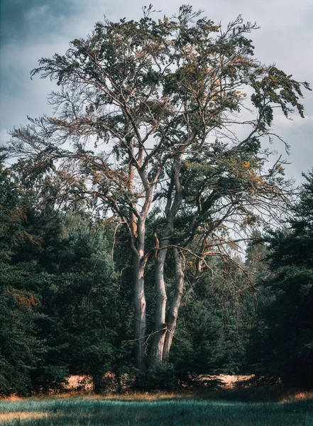 Des Arbres Préférés Région Objet Très Reconnaissant Des Expéditions Photographiques — Photo