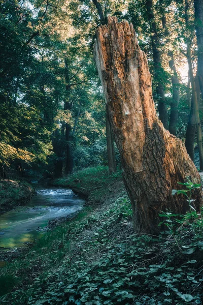 Batan güneşe karşı gururlu bir sandık ve Kacza Rzeczka (Gdynia - Orowo)