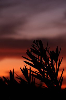 Güzel gün batımı bitkilerin üzerinde mükemmel bir ışık yaratıyor. Birçok gün batımı rengi sunuyor.