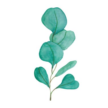 Suluboya çiçek çizimi seti - yeşil yaprak dalları koleksiyonu, düğün kırtasiyesi, selamlar, duvar kağıtları, moda, arka plan. Okaliptüs, zeytin, yeşil yapraklar, vs..