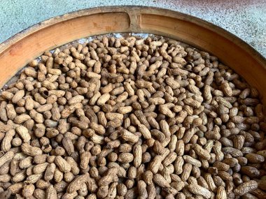 havza bambusunda fıstık.