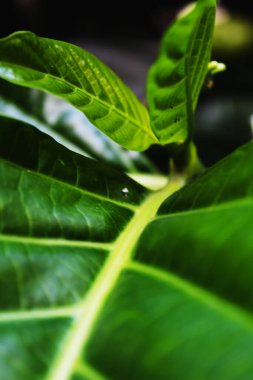 Arka plan için ormanda palmiye yaprağı dokusu ve doğada metin için boşluk. yeşil.