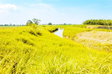 Doğada küçük bir nehrin güzel manzarası güneşli bir günde Kolombiya 'nın dış mahallelerinde güzel mavi gökyüzü.