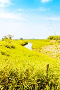 Doğada küçük bir nehrin güzel manzarası güneşli bir günde Kolombiya 'nın dış mahallelerinde güzel mavi gökyüzü.