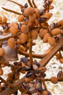 Doğada kahverengi meyvelerin güzel dokusu