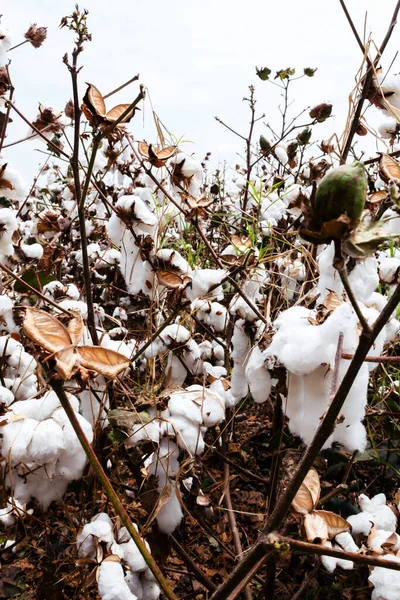 beautiful cotton crop in the city of Cali in Colombia ready to harvest. In nature