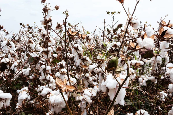 beautiful cotton crop in the city of Cali in Colombia ready to harvest. In nature