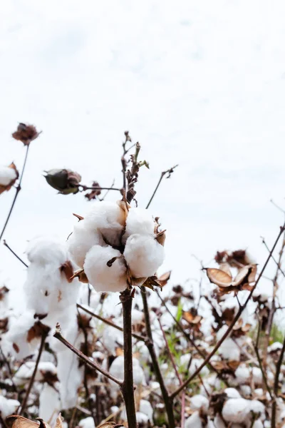 beautiful cotton plant ready to be harvested in cultivation in the field, in the city of Cali Colombia