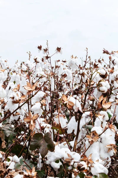 beautiful cotton crop in the city of Cali in Colombia ready to harvest. In nature