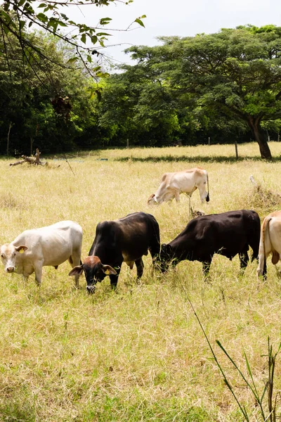 Cows eating grass in cow farm in Cali in nature outdoors.