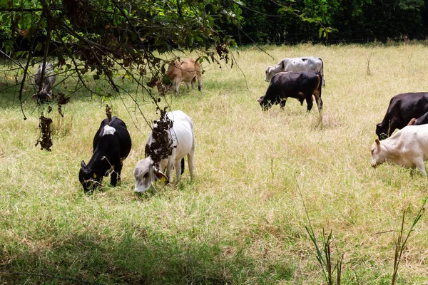 Cows eating grass in cow farm in Cali in nature outdoors.