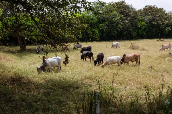 Коровы Едят Траву Ферме Кали Природе — стоковое фото