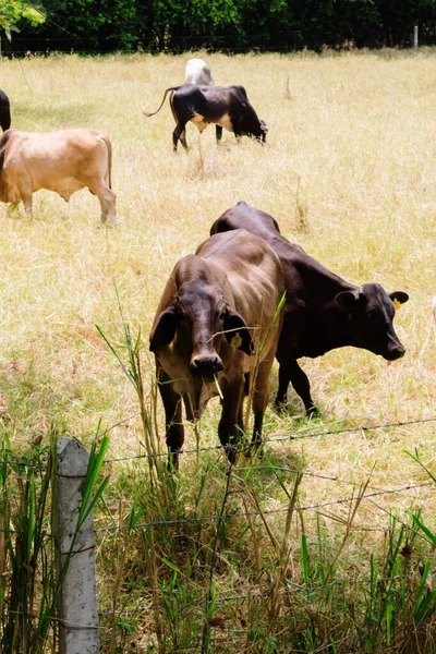Красивая Молочная Корова Поле Смотрит Камеру Открытом Стаде Ферме — стоковое фото