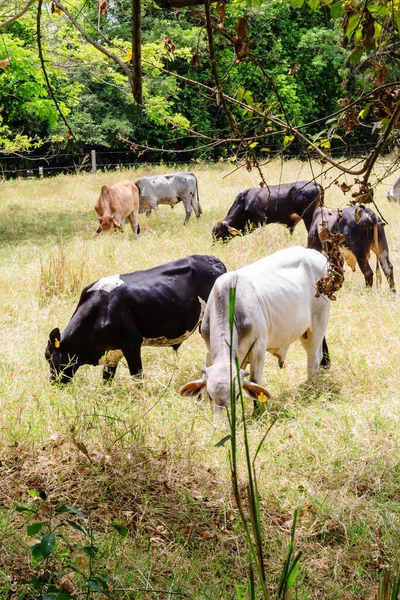 Cows eating grass in cow farm in Cali in nature outdoors.