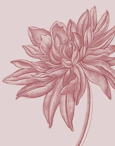 ピンクのパステルカラーのダリアのスケッチ 花のポスター — ストック写真