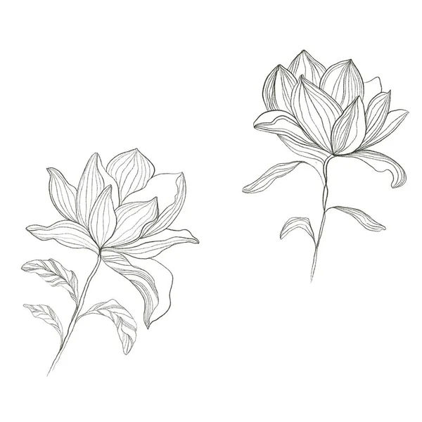 Modelul Floral Schiță Magnolie — Fotografie, imagine de stoc