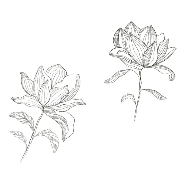 Floral Pattern Sketch Magnolia — Stock Photo, Image