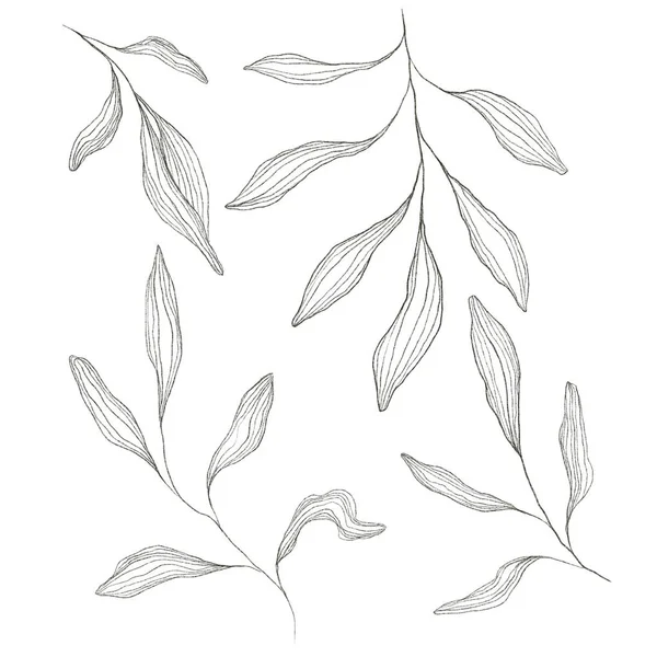 葉のセット 花のスケッチ 絵葉書 プリントテキスタイルのアイデア — ストック写真