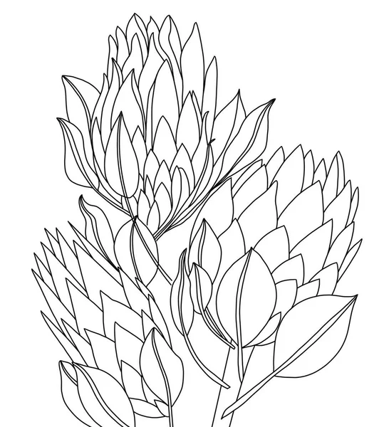 Ilustração Gráfica Protea Colorir Stress Com Uma Impressão Floral Esboço — Fotografia de Stock