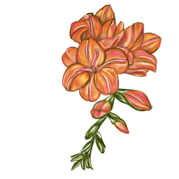 Szkic Kwiatu Freesia Pomarańczowo Żółte Kolory Ilustracja Pocztówkę Plakat Druk — Zdjęcie stockowe