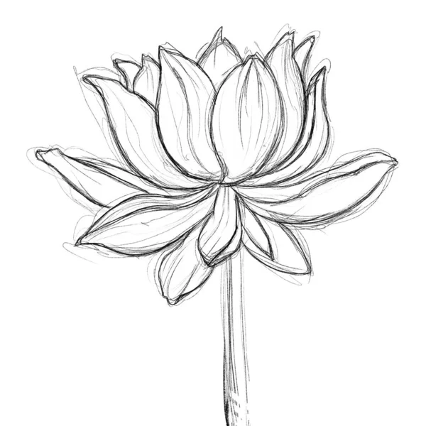 Графічна Ілюстрація Намальована Чорними Лініями Ілюстрація Логотипі Плакаті Квіткові Ескізи — стокове фото