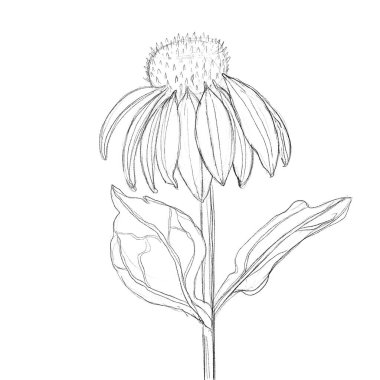 Siyah çizgileri olan bir ayçiçeği çizimi. Ayçiçeklerinin elle çizimi. El yapımı poster, kartpostal, davetiye.