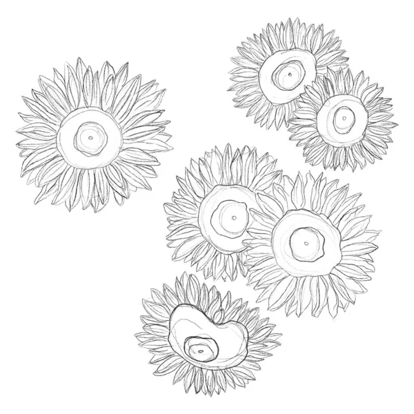 해바라기를 스케치하라 손으로 해바라기를 십시오 손으로 포스터 초대장 — 스톡 사진