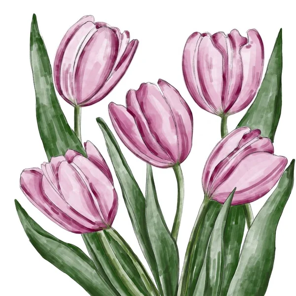 Watercolor illustration of a tulip. Hand-drawn floral illustration. Print for poster, postcard, invitation, for clothes and accessories. Logo idea.