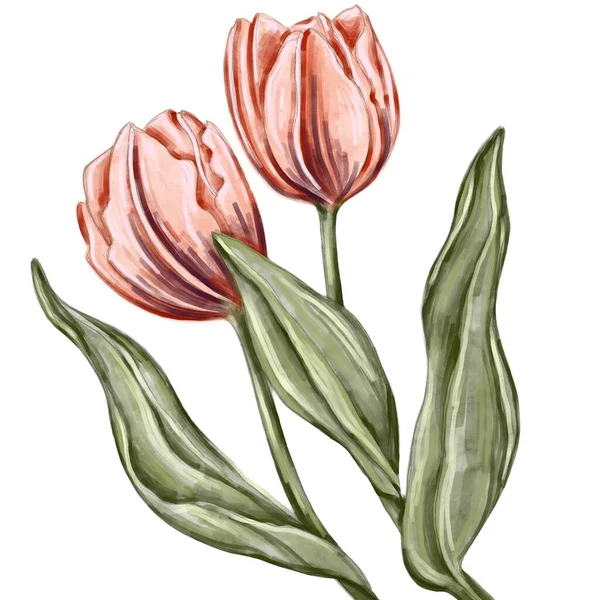 Akwarelowa Ilustracja Tulipana Ręcznie Rysowane Ilustracje Kwiatowe Drukuj Plakat Pocztówkę — Zdjęcie stockowe