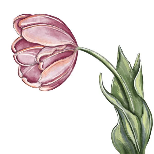 Akwarelowa Ilustracja Tulipana Ręcznie Rysowane Ilustracje Kwiatowe Drukuj Plakat Pocztówkę — Zdjęcie stockowe