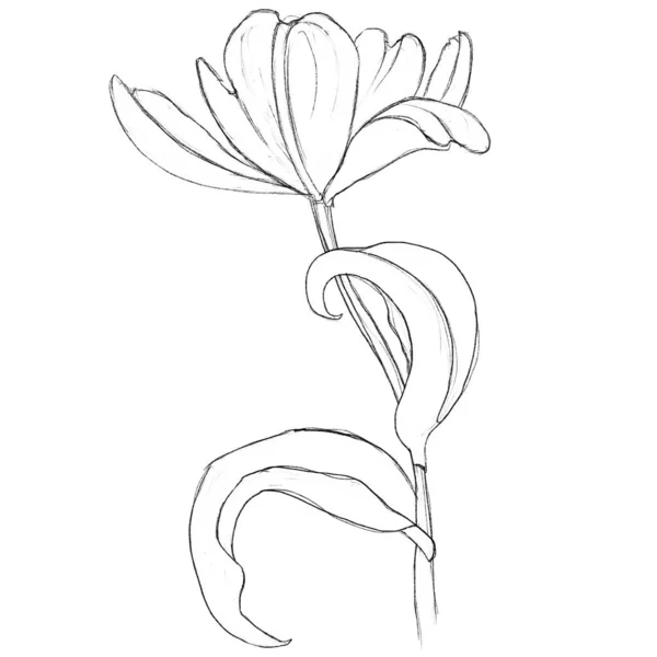 Schizzo Tulipano Mano Libera Lineare Sfondo Bianco Schizzo Logo Emblema — Foto Stock