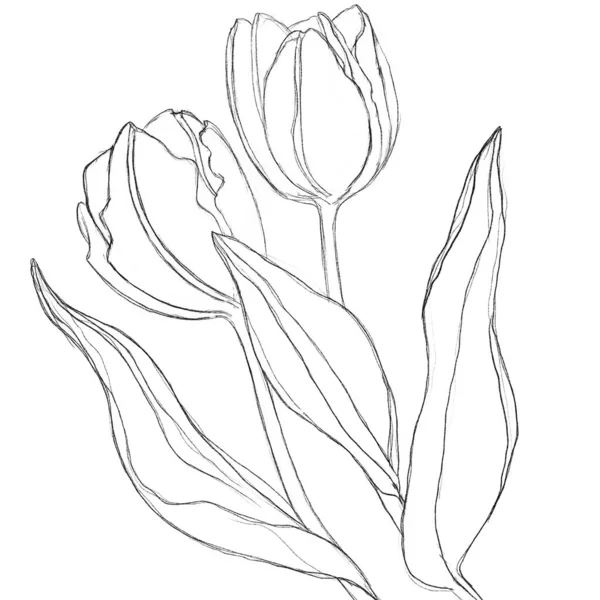 Esboço Uma Tulipa Mão Livre Linear Sobre Fundo Branco Esboço — Fotografia de Stock