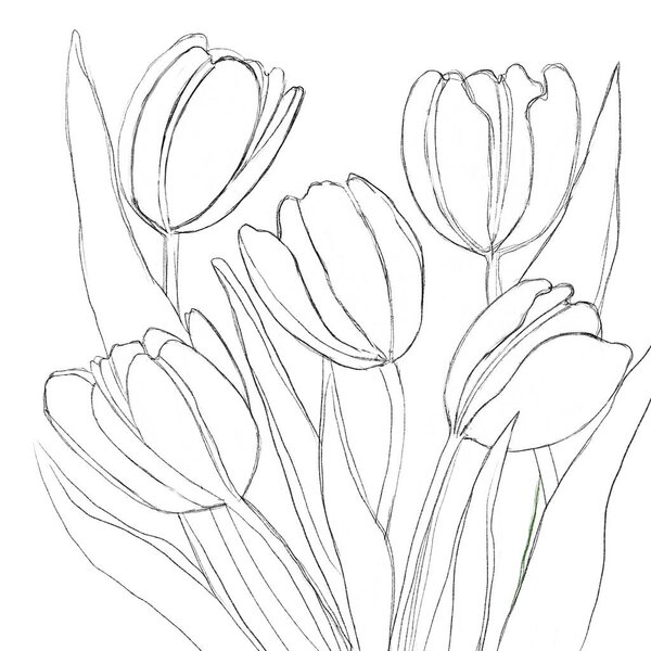 Sketch of a tulip. Linear freehand on a white background. Sketch for logo, emblem.